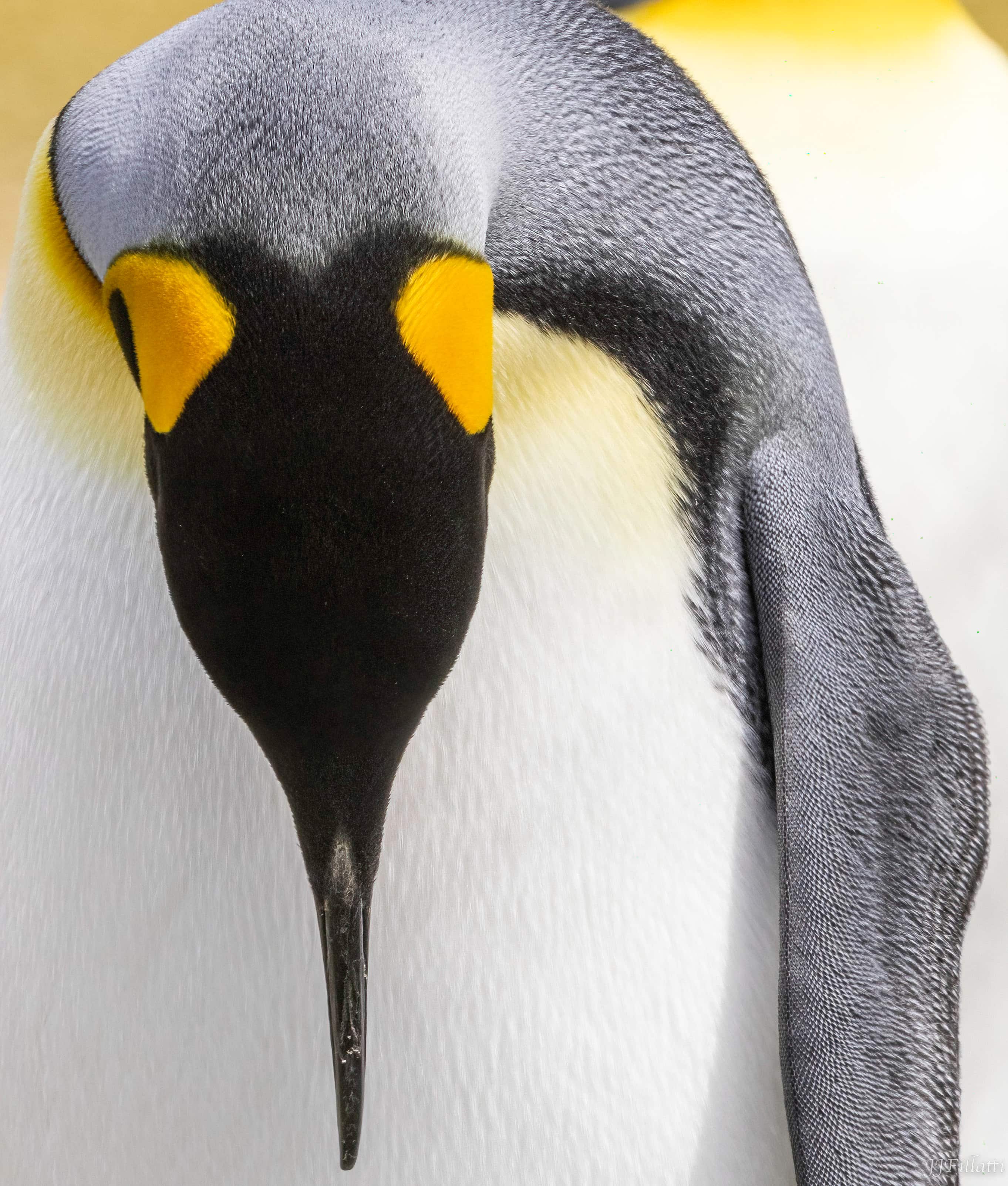 bird of the falklands image 5